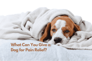 what-can-you-give-a-dog-for-pain