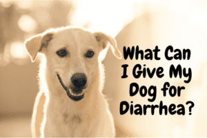 what-can-i-give-my-dog-for-diarrhea dog-diarrhea