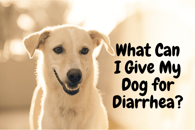 what-can-i-give-my-dog-for-diarrhea dog-diarrhea