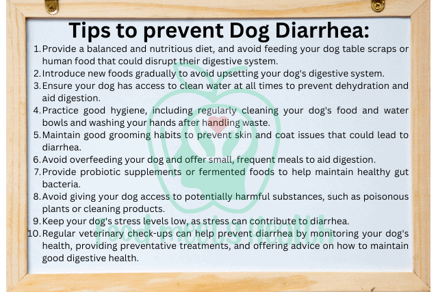 Prevent dog diarrhea
