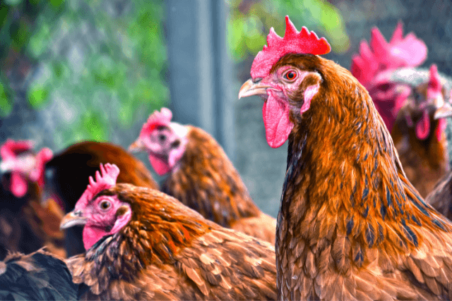 avian flu
Vaccination for birds