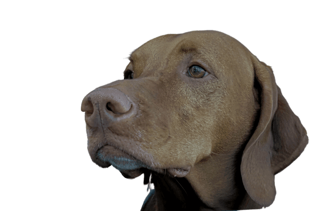 dog diarrhea causes
What Can I Give My Dog for Diarrhea?