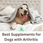 Best supplements for dog with arthritis