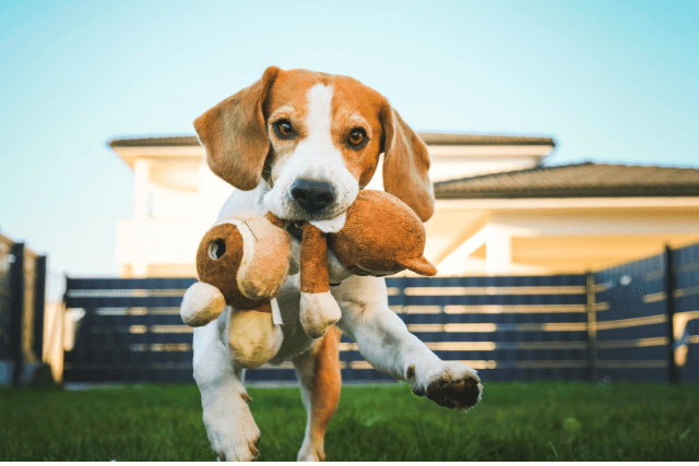 Why do Dogs eat grass
How to prevent Dog eating grass