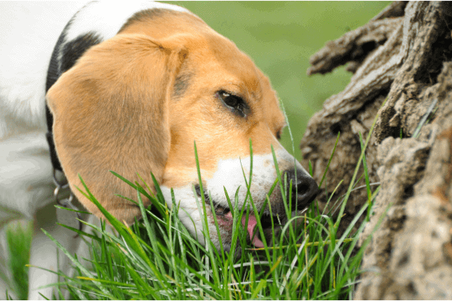 Why do Dogs eat grass