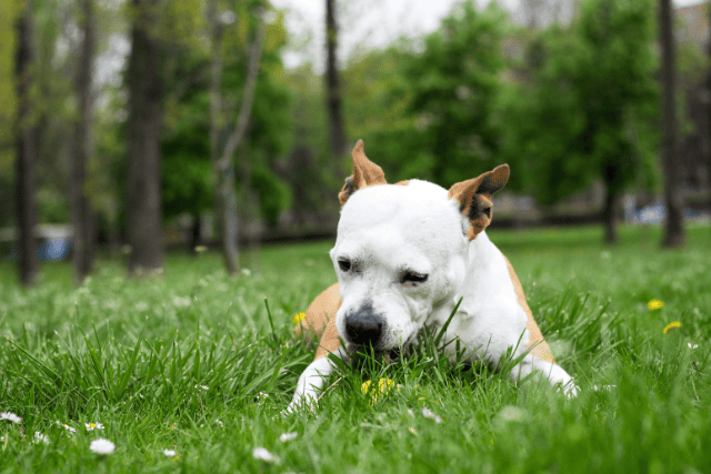 Why do Dogs eat grass